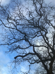 Oak tree in winter. Stem and crown. Uffelte Drenthe countryside.