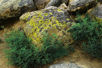 Large gray stones with yellow lichen and green grass on a yellow sandy slope in summer, close-up