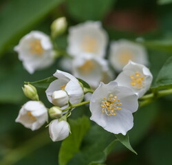 White jasmine flowers close up on a background of green leaves in summer