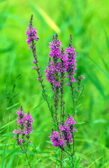 Pink Flowers of Loosestrife promovideo closeup on a background of green leaves in the summer