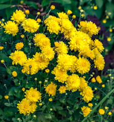 Yellow aster bush flower close-up on a background of green leaves in summer