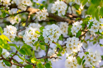 Spring background with pear flowers, flowering pears