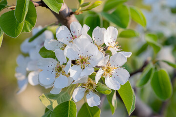 Flowering pear, white pear flowers on a tree