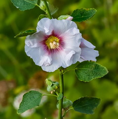 Obraz premium White mallow flower close up on a background of green leaves in summer