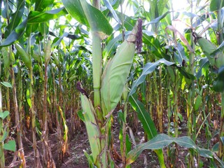 corn on the stalk