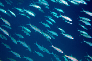Fototapeta na wymiar 魚の群れ　アカヒメジ　海中