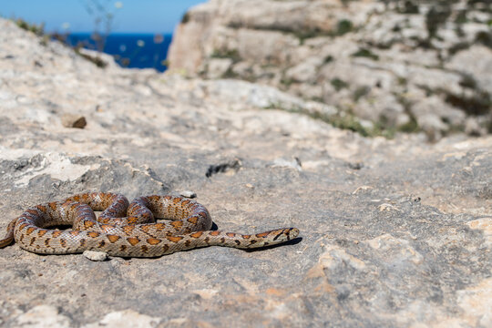 Shot of a curled up adult Leopard Snake or European Ratsnake, Zamenis situla, in Malta