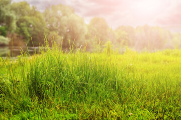 Fototapeta na wymiar A bush of grass on a meadow during sunrise