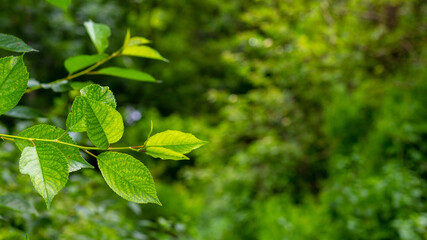 Tree branch with green leaves on blurred background, summer background