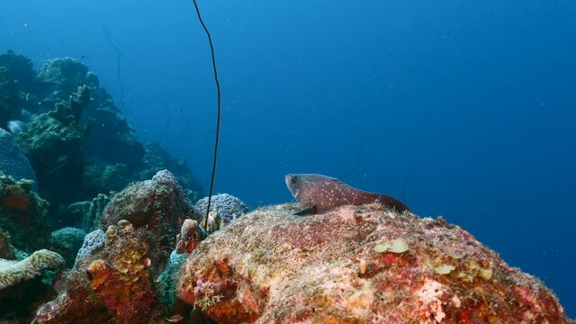 Greater Soapfish rest in turquoise water of coral reef in Caribbean Sea, Curacao