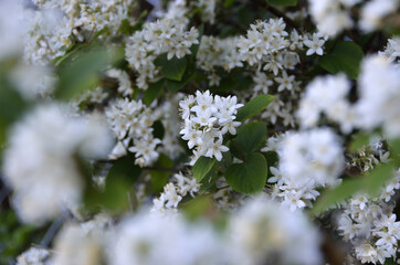 ウノハナ　卯の花　いちめんの花　一面の花
