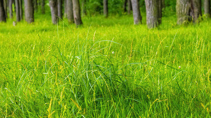Tall green grass in the forest on the lawn