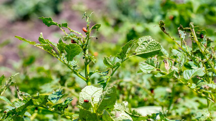 Colorado potato beetle larvae eat potatoes, fighting the Colorado potato beetle