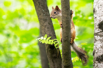 curious squirrel on a tree in its natural habitat