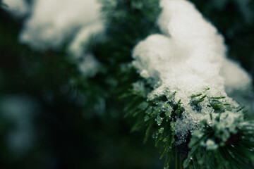 Tannengrün im Schnee