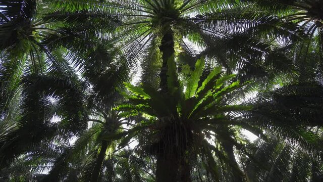 Bird’s Nest Fern (Asplenium nidus) are abundant in oil palm plantations
