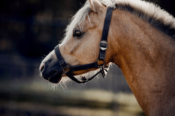 Sporty young horse dun color in a halter in the levada.