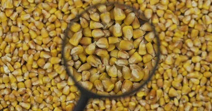 Study of rotating corn grains with a magnifying glass. Sharpness in the zoom area.
