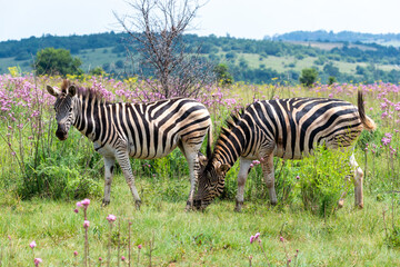 Fototapeta na wymiar Zebras in the wild, South Africa.