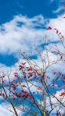 Hojas rojas en ramas sobre cielo azul con nubes blancas