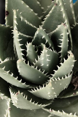 Fototapeta premium aloe vera plant in Morocco