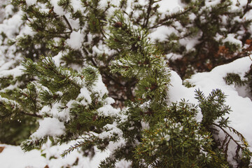 Tannengrün im Schnee