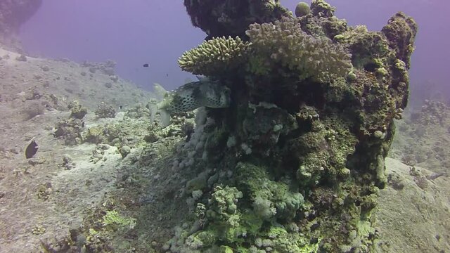 coral reef with fish