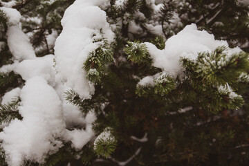 Tannengrün im Schnee