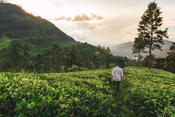 young man in a tea field in Sri Lanka