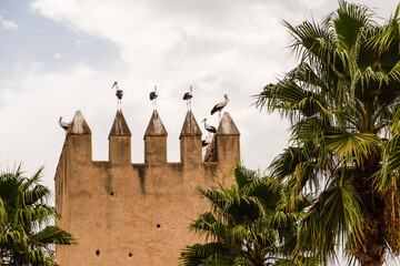 storks on a city gate in Morocco