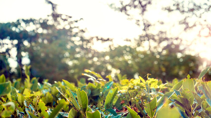 A row of green trees and bushes against a blue sky © Michael