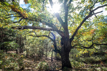 Fototapeta na wymiar Las Guensas centennial oak, Sierra Norte de Guadalajara Natural Park, Cantalojas, Guadalajara, Spain