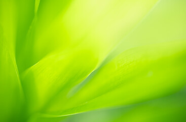 Abstract blurred out of focus and blurred green leaf nature background under sunlight with bokeh and copy space using as background natural plants landscape, ecology wallpaper concept.