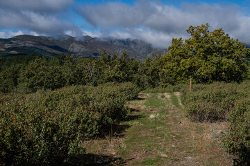 Sierra Norte de Guadalajara Natural Park, Cantalojas, Guadalajara, Spain