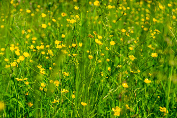 Ranunculus acris - meadow buttercup, tall buttercup, common buttercup, giant buttercup. Photo taken in Poland, Europe.