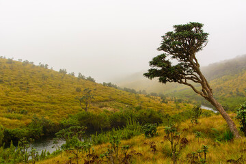 fog in horton plains national park in Sri Lanka