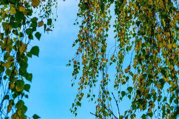 Autumn birch branches with yellow-green leaves hang against the blue sky. Branches swaying in the wind