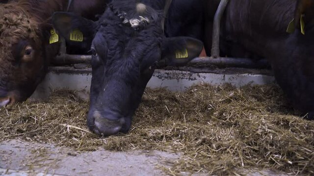 Herd Of Norwegian Red Ox Feeding Hay On Floor Of Cowshed In A Dairy Farm. - close up