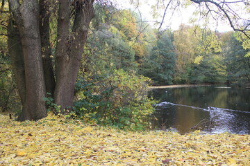 Teich im Park