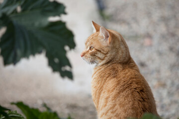 Gato solitario y reflexivo mirando a su izquierda.