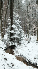 Eine verschneite Tanne steht an kleinem Bach im Wald  und sieht so aus, als wurde sie ein dunklen Stammbaum umarmen.