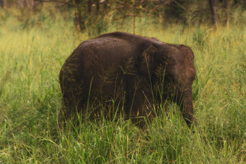 wild elephant in a national park in Sri Lanka