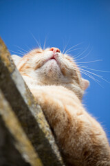 Vista de un gato desde abajo. Vigotes.
