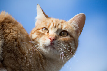 Gato tigre naranja con el cielo azul de fondo.