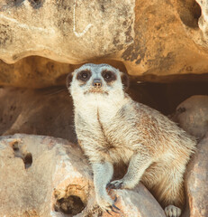 portrait of slender tailed meerkat  
