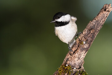 Carolina Chickadee Perched in a Tree