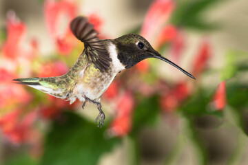 Black-Chinned Hummingbird Searching for Nectar Among the Red Flowers