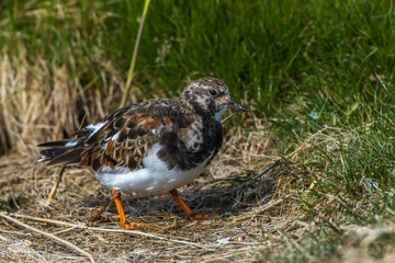 Steinwälzer (Arenaria interpres)