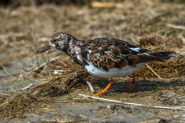 Steinwälzer (Arenaria interpres)