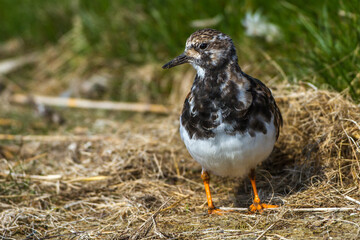 Steinwälzer (Arenaria interpres)